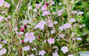 6月有什么常见的树开花 六月雪什么时候开花